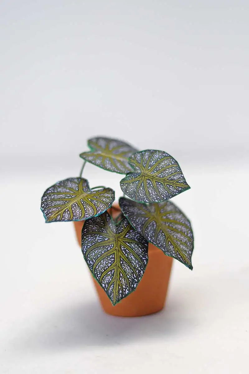 Potted mini paper plant Caladium Mirabile