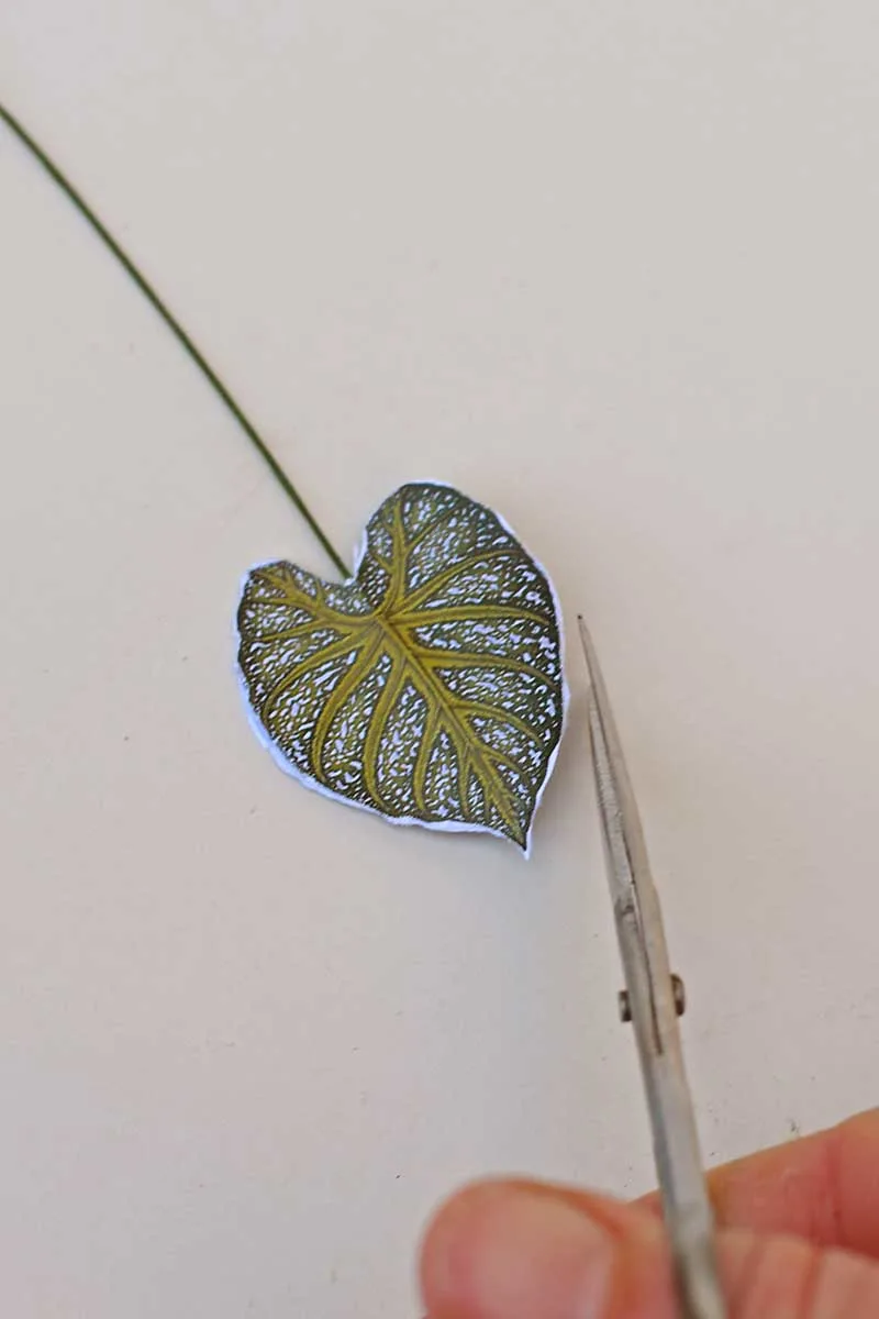 trimming leaf edge with scissors